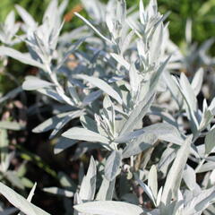 Pelyněk Ludvíkův 'Varerie Finnis' - Artemisia ludoviciana 'Valerie Finnis'