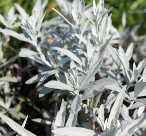 Pelyněk Ludvíkův 'Varerie Finnis' - Artemisia ludoviciana 'Valerie Finnis'