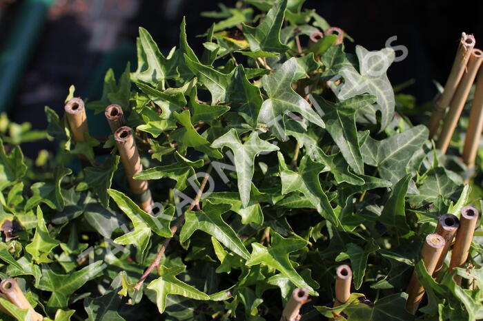 Břečťan popínavý 'Sagittaefolia' - Hedera helix 'Sagittaefolia'