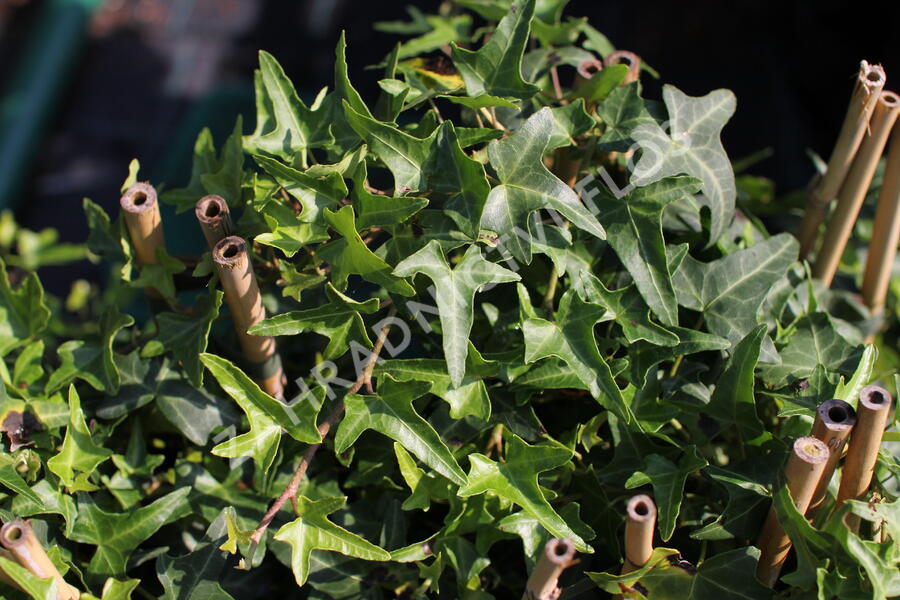 Břečťan popínavý 'Sagittaefolia' - Hedera helix 'Sagittaefolia'