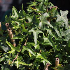 Břečťan popínavý 'Sagittaefolia' - Hedera helix 'Sagittaefolia'