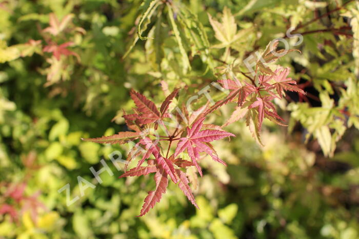 Javor dlanitolistý 'Phoenix' - Acer palmatum 'Phoenix'