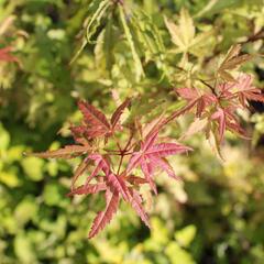 Javor dlanitolistý 'Phoenix' - Acer palmatum 'Phoenix'