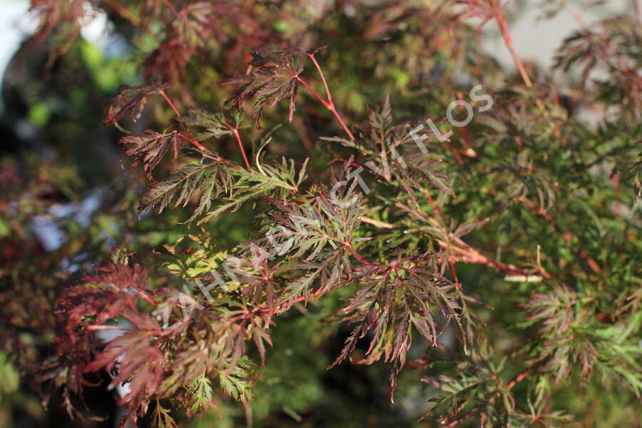 Javor dlanitolistý 'Emerald Lace' - Acer palmatum 'Emerald Lace'