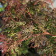 Javor dlanitolistý 'Emerald Lace' - Acer palmatum 'Emerald Lace'