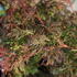 Acer palmatum 'Emerald Lace'_01.JPG