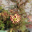 Javor dlanitolistý 'Emerald Lace' - Acer palmatum 'Emerald Lace'