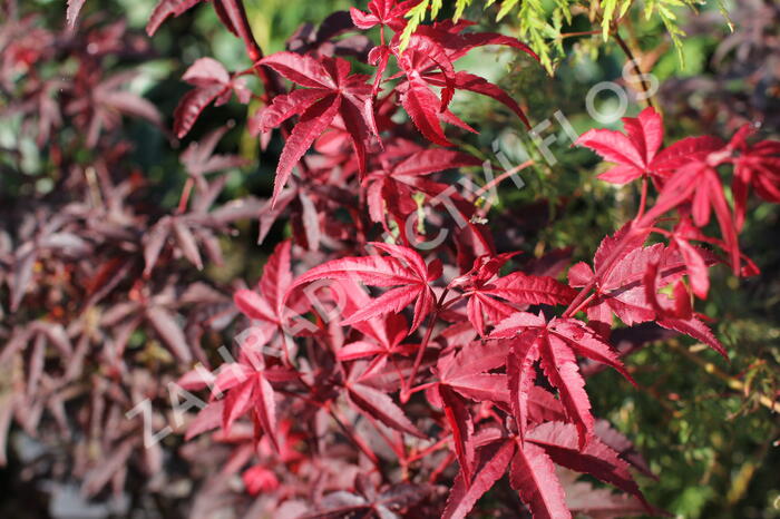 Javor dlanitolistý 'Little Red' - Acer palmatum 'Little Red'