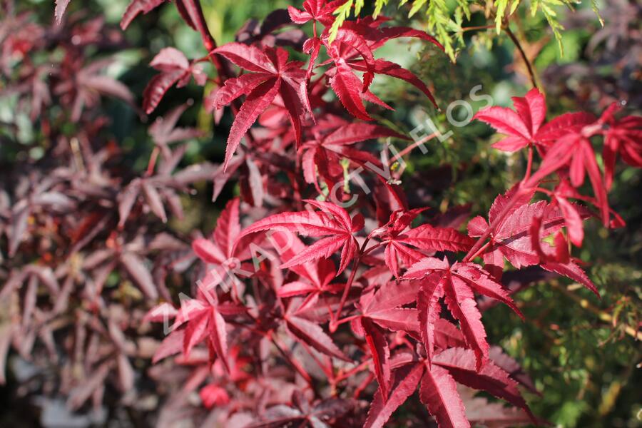 Javor dlanitolistý 'Little Red' - Acer palmatum 'Little Red'