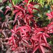 Javor dlanitolistý 'Little Red' - Acer palmatum 'Little Red'