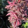 Javor dlanitolistý 'Little Red' - Acer palmatum 'Little Red'