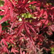 Javor dlanitolistý 'Shaina' - Acer palmatum 'Shaina'