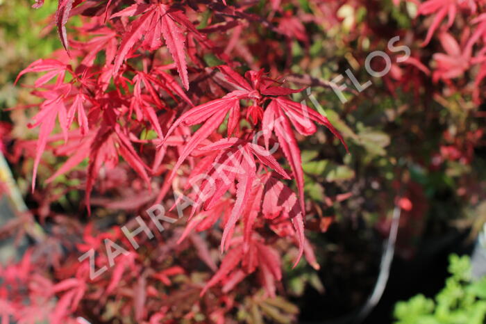 Javor dlanitolistý 'Shaina' - Acer palmatum 'Shaina'