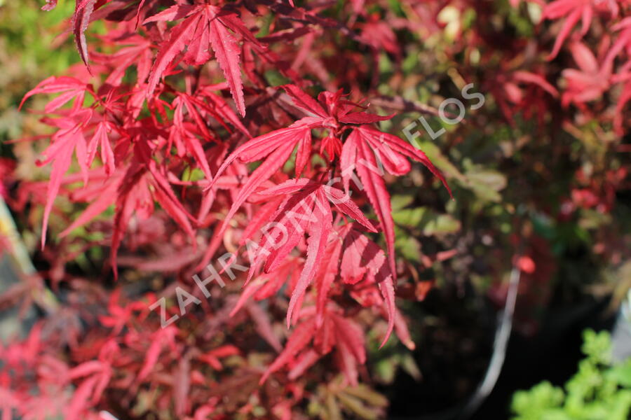 Javor dlanitolistý 'Shaina' - Acer palmatum 'Shaina'