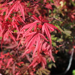 Javor dlanitolistý 'Shaina' - Acer palmatum 'Shaina'