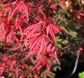 Javor dlanitolistý 'Shaina' - Acer palmatum 'Shaina'