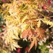 Javor dlanitolistý 'Orange Lace' - Acer palmatum 'Orange Lace'