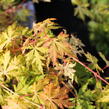 Javor dlanitolistý 'Orange Lace' - Acer palmatum 'Orange Lace'