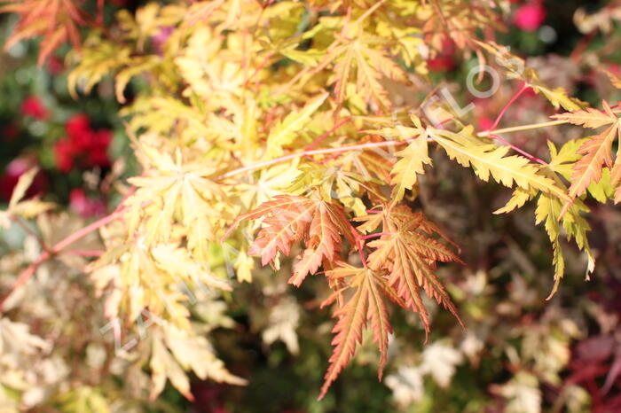 Javor dlanitolistý 'Orange Lace' - Acer palmatum 'Orange Lace'