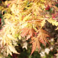 Javor dlanitolistý 'Orange Lace' - Acer palmatum 'Orange Lace'