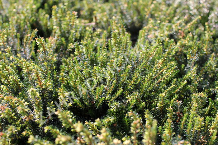 Vřesovec pleťový 'December Red' - Erica carnea 'December Red'