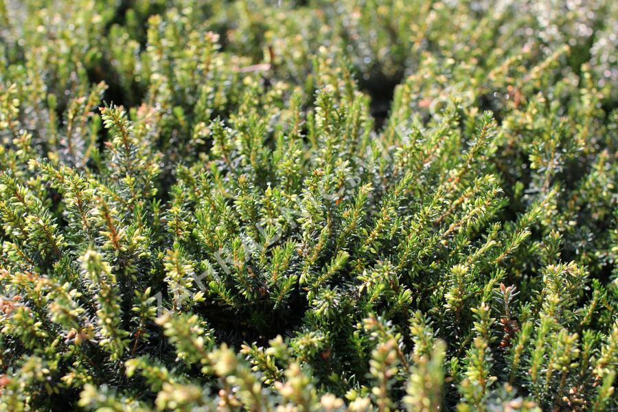 Vřesovec pleťový 'December Red' - Erica carnea 'December Red'