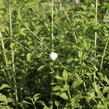 Pustoryl 'Frosty Morn' - Philadelphus 'Frosty Morn'