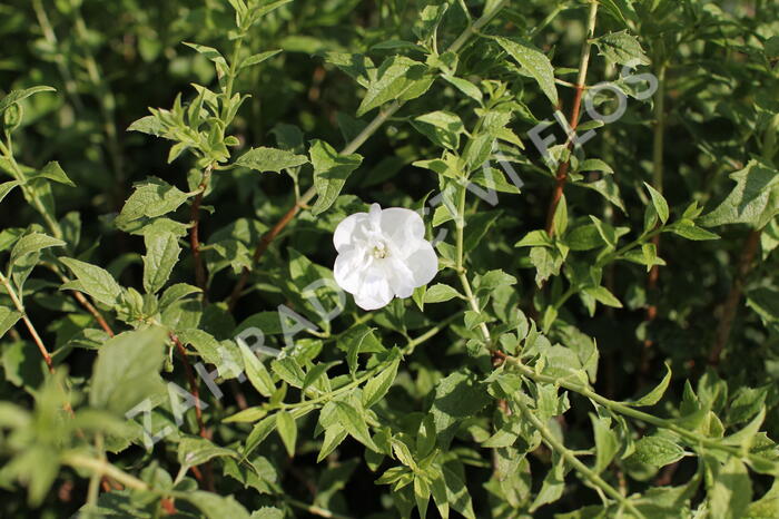 Pustoryl 'Frosty Morn' - Philadelphus 'Frosty Morn'