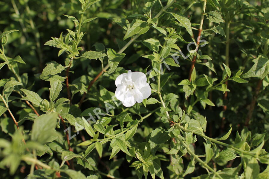 Pustoryl 'Frosty Morn' - Philadelphus 'Frosty Morn'