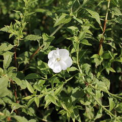 Pustoryl 'Frosty Morn' - Philadelphus 'Frosty Morn'