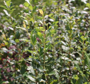 Vrba jíva 'Goldbienen Kätzchenweide' - Salix caprea 'Goldbienen Kätzchenweide'