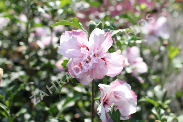 Ibišek syrský 'Verosa' - Hibiscus syriacus 'Verosa'