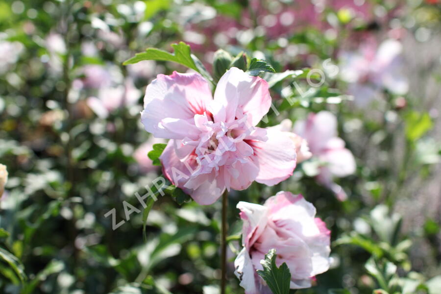 Ibišek syrský 'Verosa' - Hibiscus syriacus 'Verosa'