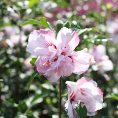 Ibišek syrský 'Verosa' - Hibiscus syriacus 'Verosa'