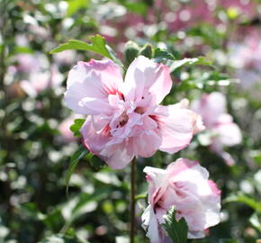 Ibišek syrský 'Verosa' - Hibiscus syriacus 'Verosa'