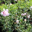 Ibišek syrský 'Verosa' - Hibiscus syriacus 'Verosa'