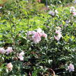 Ibišek syrský 'Verosa' - Hibiscus syriacus 'Verosa'