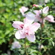 Ibišek syrský 'Verosa' - Hibiscus syriacus 'Verosa'