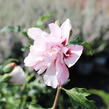 Ibišek syrský 'Verosa' - Hibiscus syriacus 'Verosa'