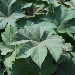 Arálie papírodárná 'Rex' - Tetrapanax papyrifera 'Rex'