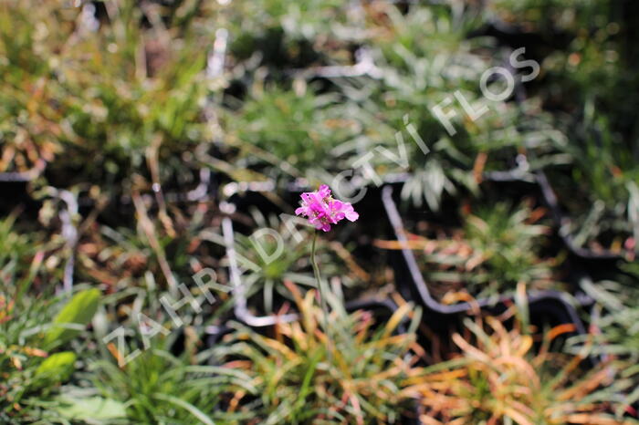 Trávnička přímořská 'Rosea Compacta' - Armeria maritima 'Rosea Compacta'