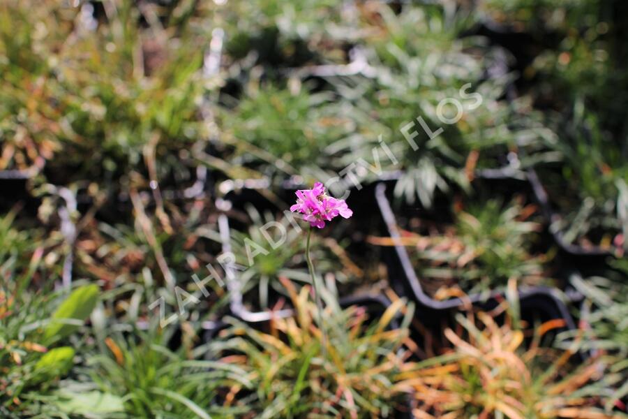 Trávnička přímořská 'Rosea Compacta' - Armeria maritima 'Rosea Compacta'