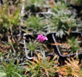 Trávnička přímořská 'Rosea Compacta' - Armeria maritima 'Rosea Compacta'