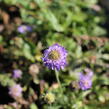 Hlaváč japonský 'Ritz Blue' - Scabiosa japonica 'Ritz Blue'