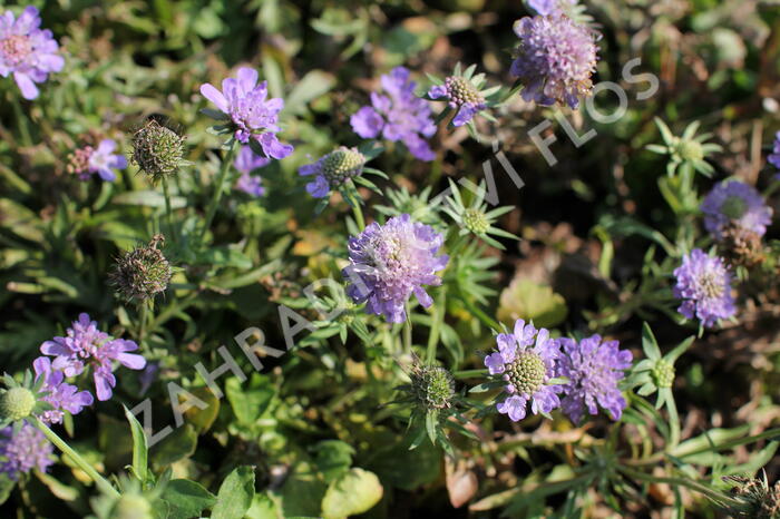 Hlaváč japonský 'Ritz Blue' - Scabiosa japonica 'Ritz Blue'