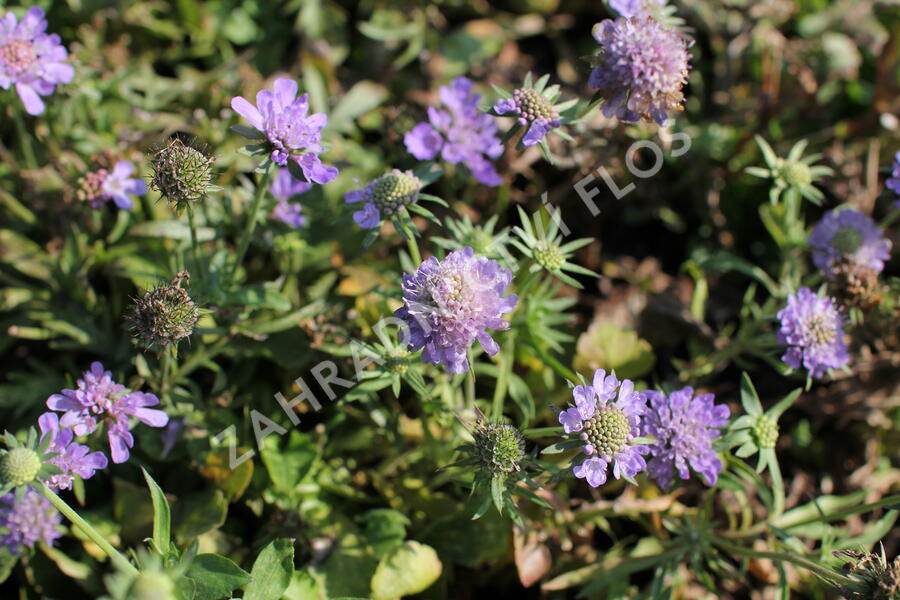 Hlaváč japonský 'Ritz Blue' - Scabiosa japonica 'Ritz Blue'