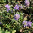 Hlaváč japonský 'Ritz Blue' - Scabiosa japonica 'Ritz Blue'