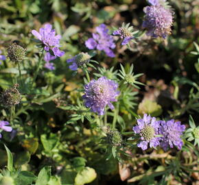 Hlaváč japonský 'Ritz Blue' - Scabiosa japonica 'Ritz Blue'