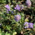 Scabiosa japonica 'Ritz Blue'.JPG