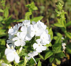 Plamenka latnatá 'Flame White' - Phlox paniculata 'Flame White'